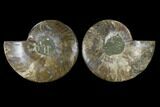 Sliced Ammonite Fossil - Crystal Lined Chambers #115308-1